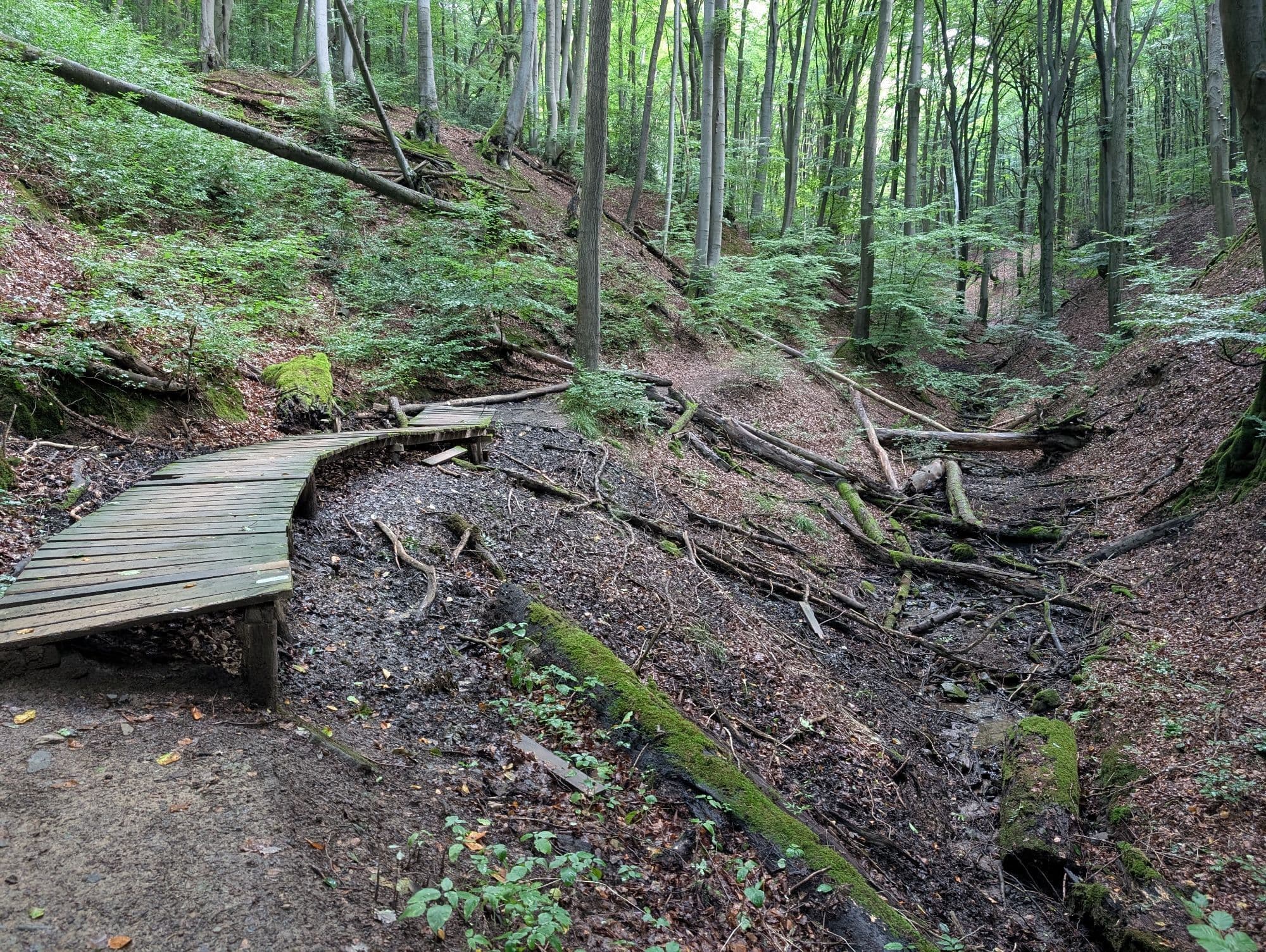 Einer der Siefen (tiefe Bachtäler)