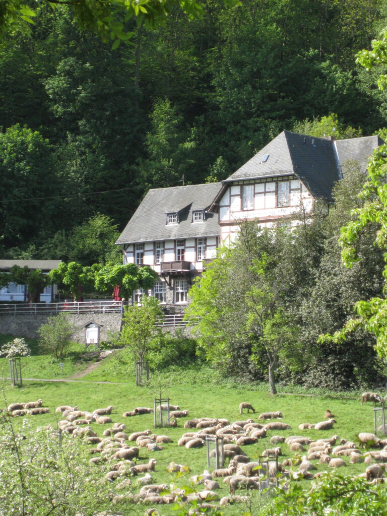 Schafe vor dem Löwenburger Hof im Sommer